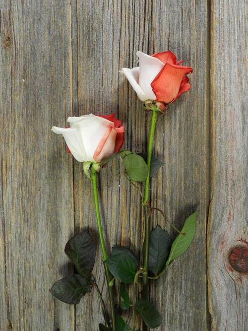 RED & WHITE  TINTED ROSES